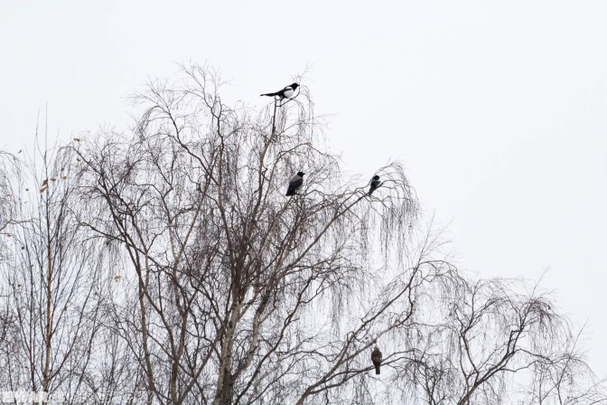 Eurasian magpie (Pica pica), Hooded crow (Corvus cornix) and Eurasian sparrowhawk (Accipiter nisus)